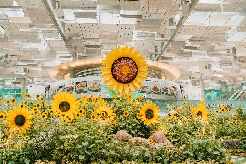 Sunflowers take over the terminals at Singapore Changi